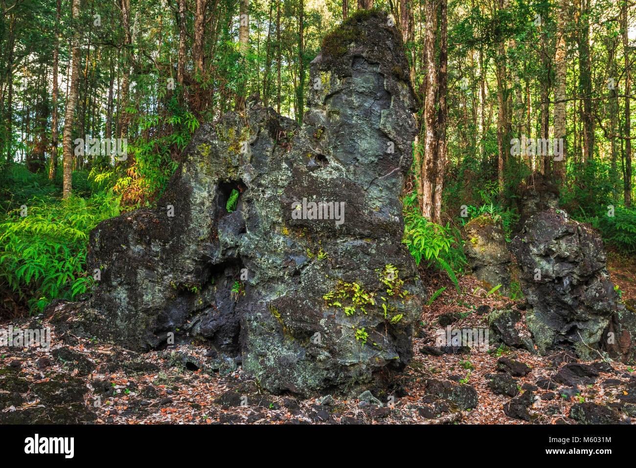 Lava tree molds, Lava Tree State Monument, The Big Island, Hawaii USA
