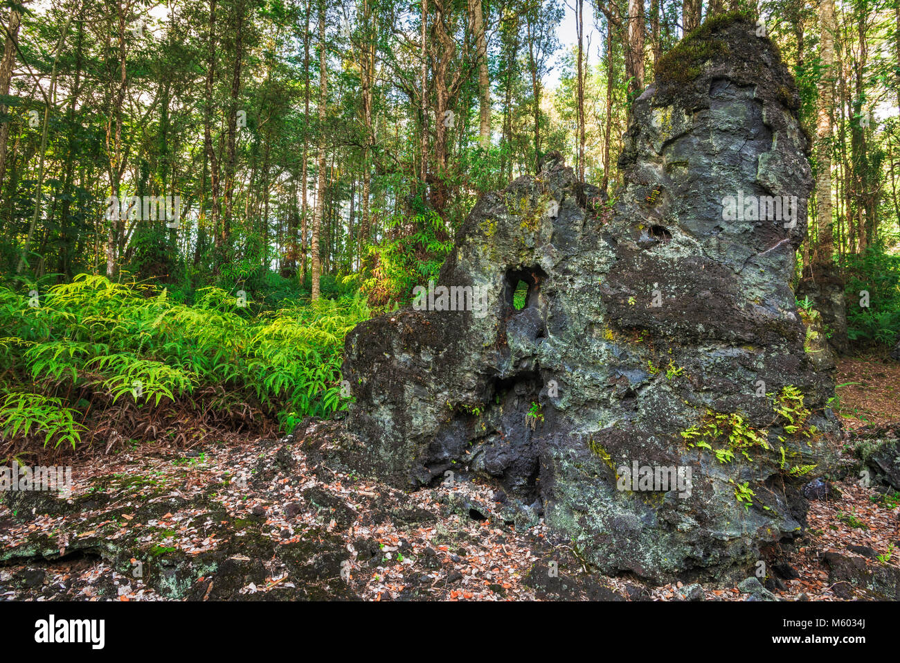 Lava tree molds, Lava Tree State Monument, The Big Island, Hawaii USA