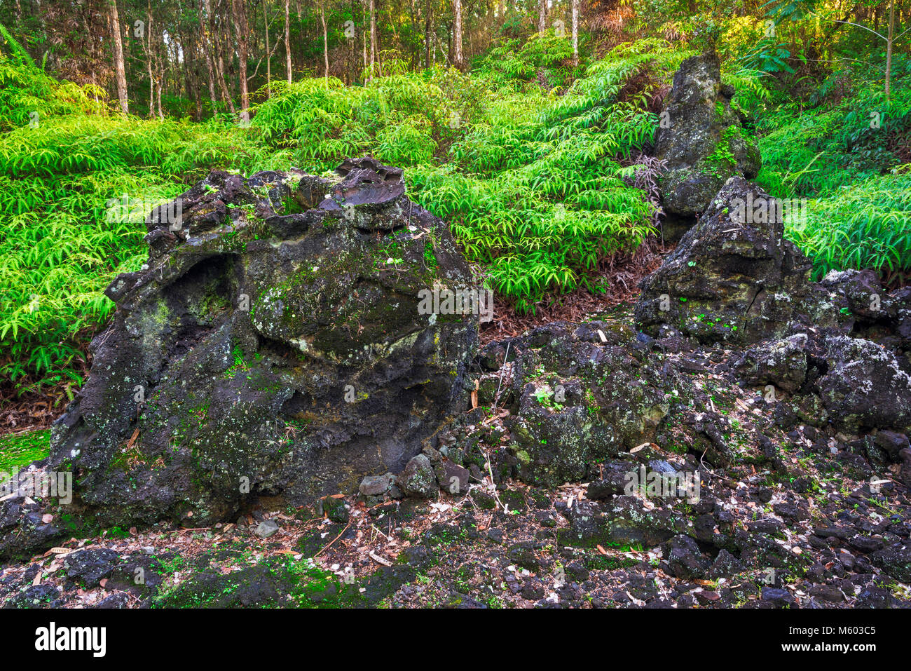 Lava tree molds, Lava Tree State Monument, The Big Island, Hawaii USA