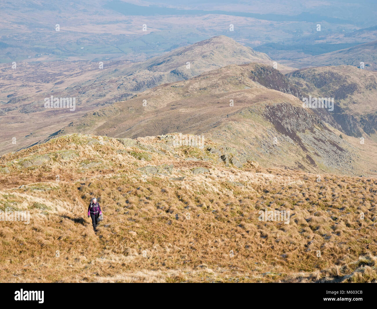 Female hill walker on the climb to Allt-Fawr from the Crimea Pass near Blaenau Ffestiniog, in Snowdonia's Moelwyn mountains. Stock Photo