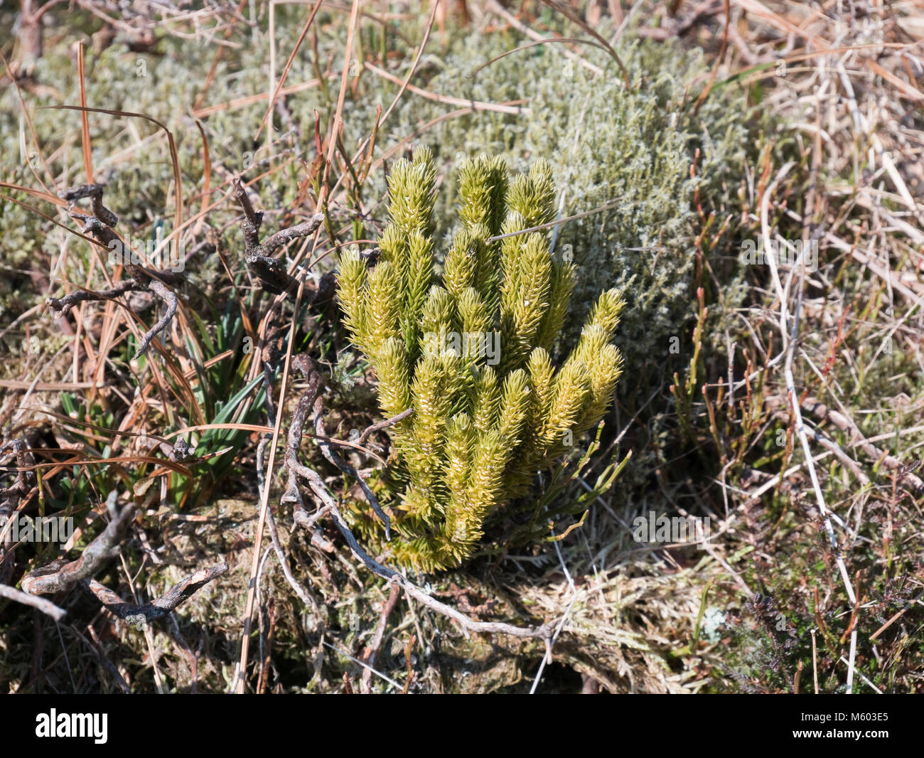 Fir clubmoss (Huperzia selago) growing in the Moelwyn mountains of Snowdonia, North Wales Stock Photo