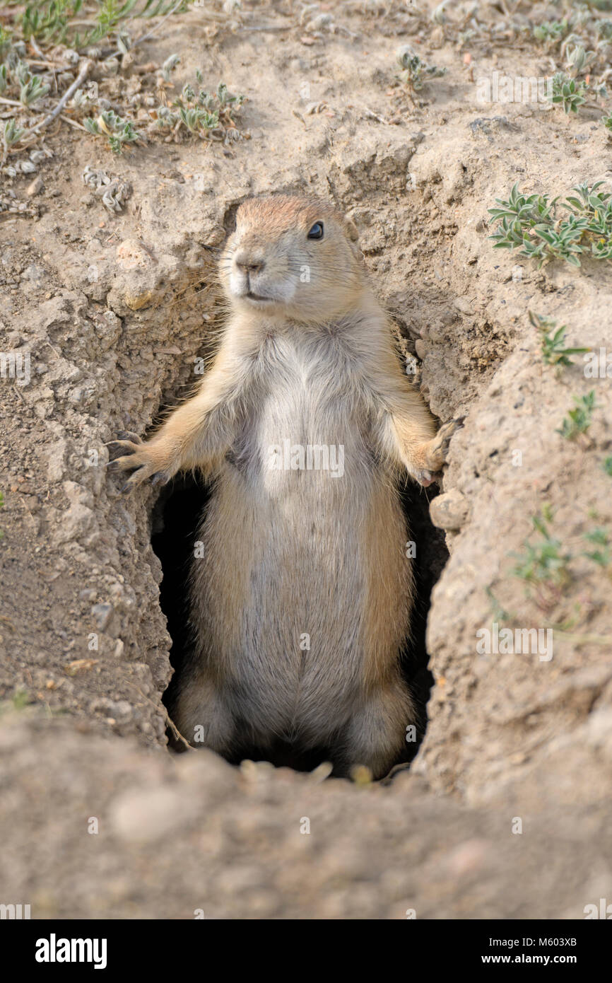 Prairie Dog Guarding his Hole in Theodore Roosevelt National Park in North Dakota Stock Photo