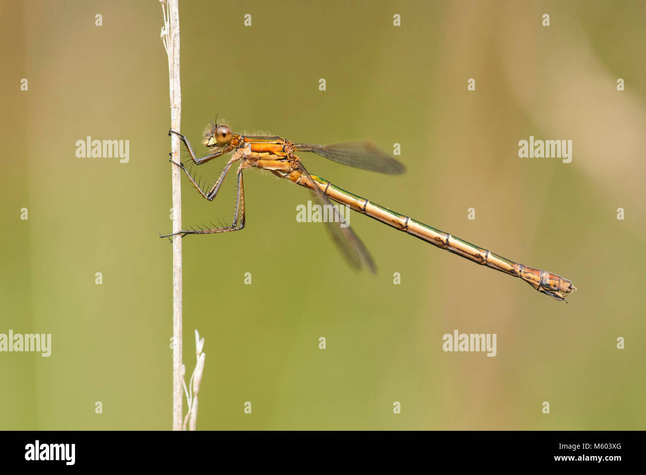Emerald Damselfly (Lestes sponsa) perched on a plant stem. Tipperary ...