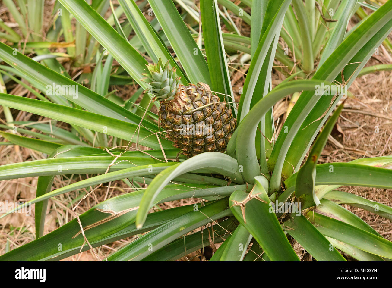 Pineapple Fruit Growing in a Field in Sarapiqui, Costa Rica Stock Photo