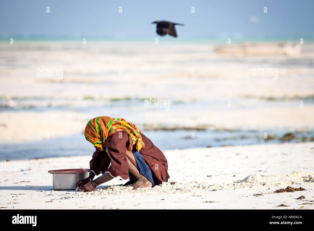 Muslim man gathering molluscs on beach in Stone Town, Zanzibar Island, Tanzania. Zanzibar daily life. Crow flying in background. Stock Photo