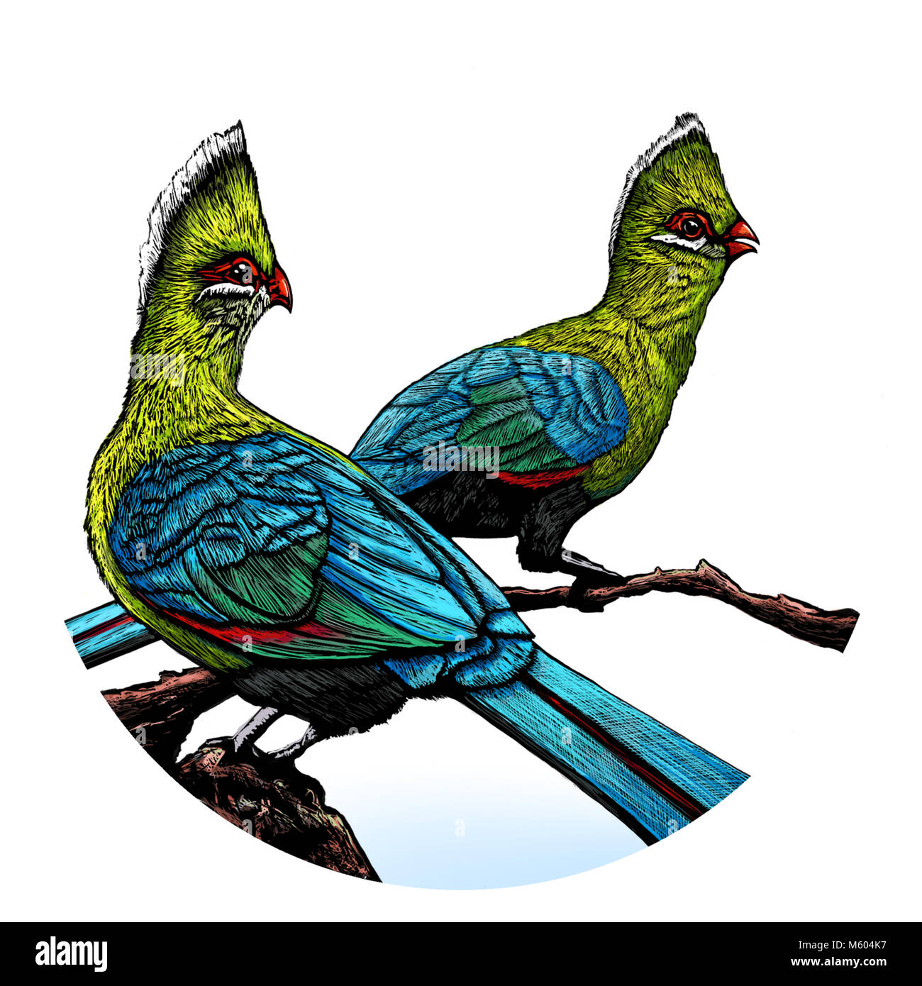 Knysna turaco bird hires stock photography and images Alamy