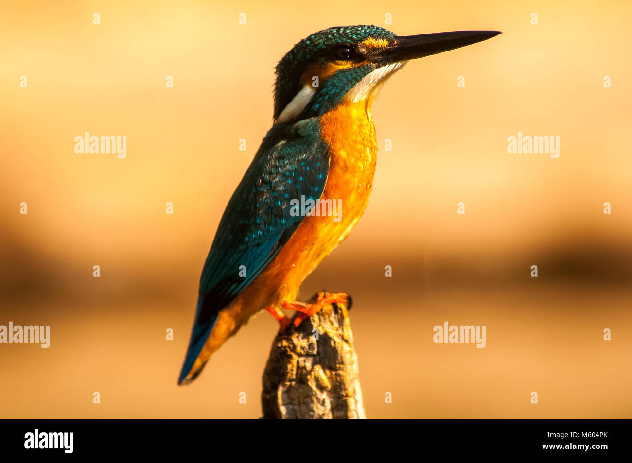Kingfisher (Alcedo athis) perched in a branch Stock Photo
