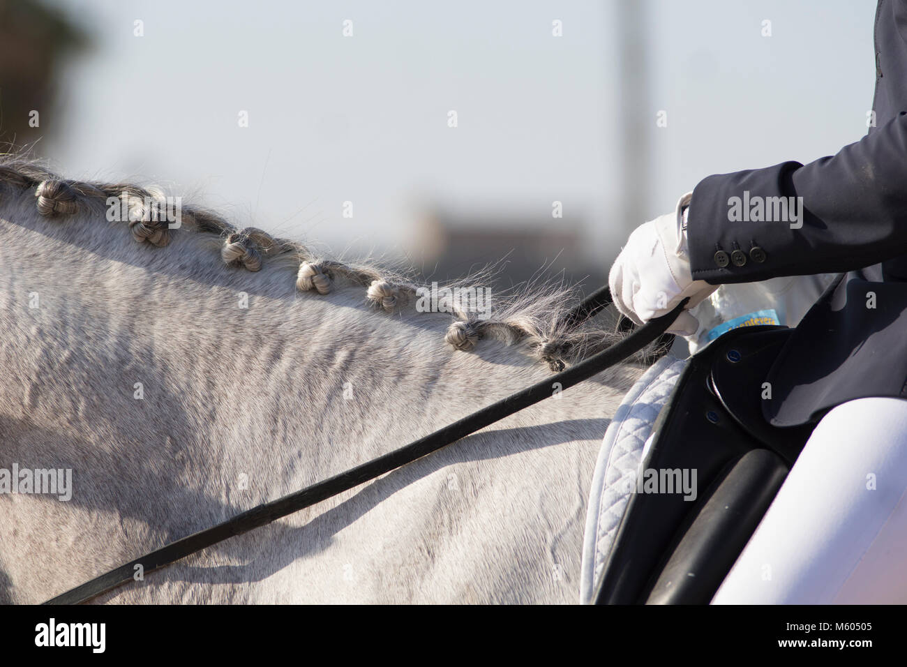 Detail of the button braids of the horse Stock Photo Alamy