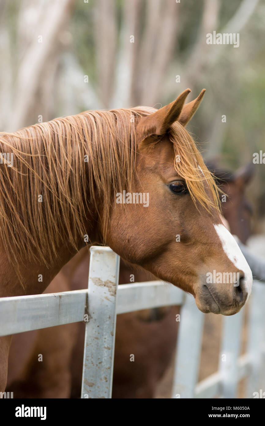 Young hispano arabian horse Stock Photo
