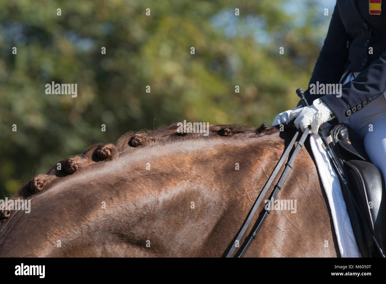Detail of equine button braids in dressage Stock Photo Alamy
