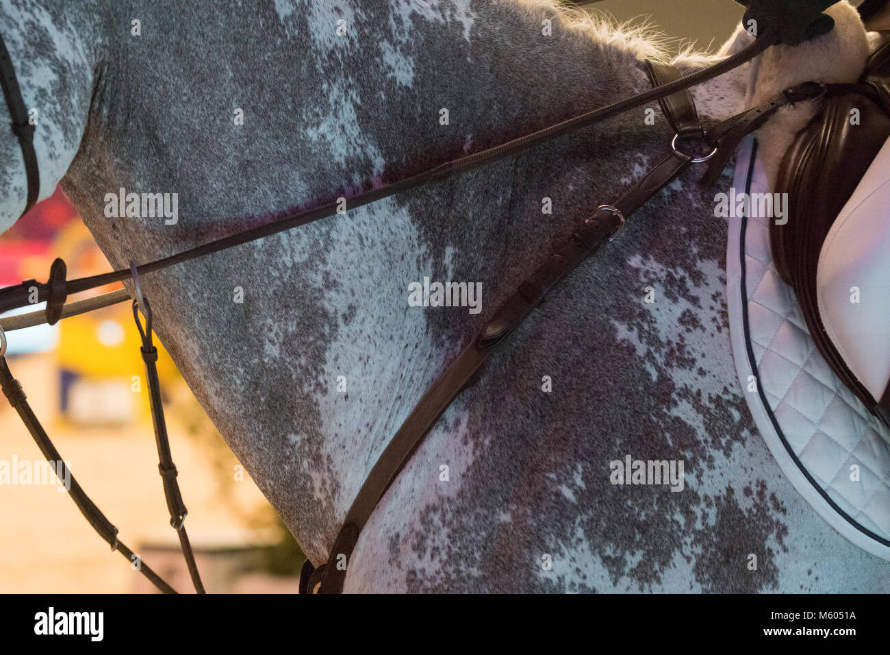 Bloody Shoulder in a Oldenburg horse Stock Photo