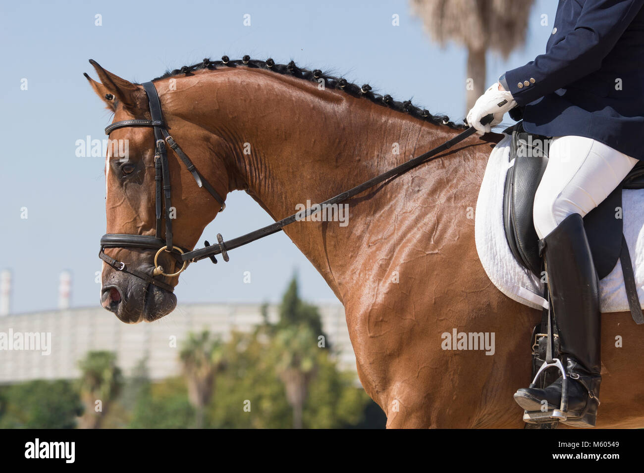 Young KWPN horse in dressage Stock Photo