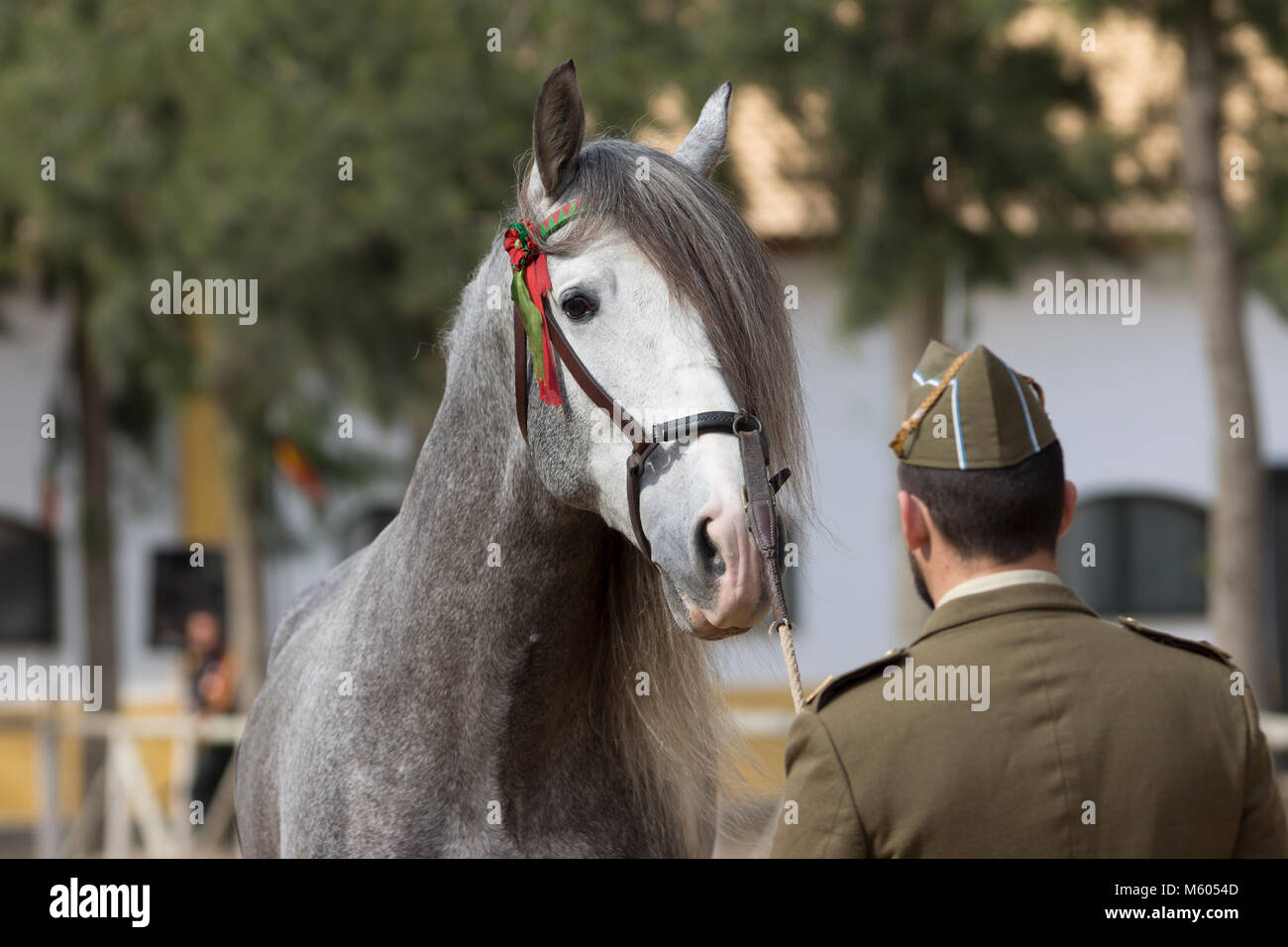 Young pure spanish horse stallion Stock Photo