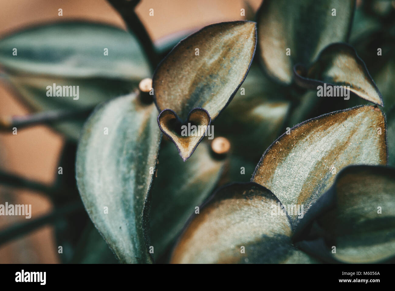 tradescantia zebrina leaves with a heart shape Stock Photo