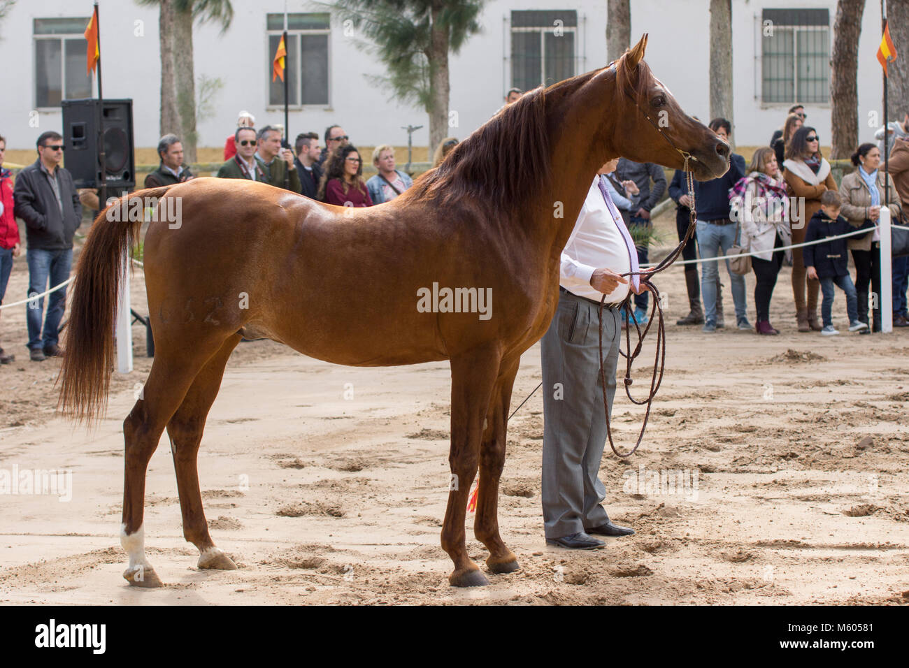 Legendary pure spanish arabian stallion Ramalazo Stock Photo