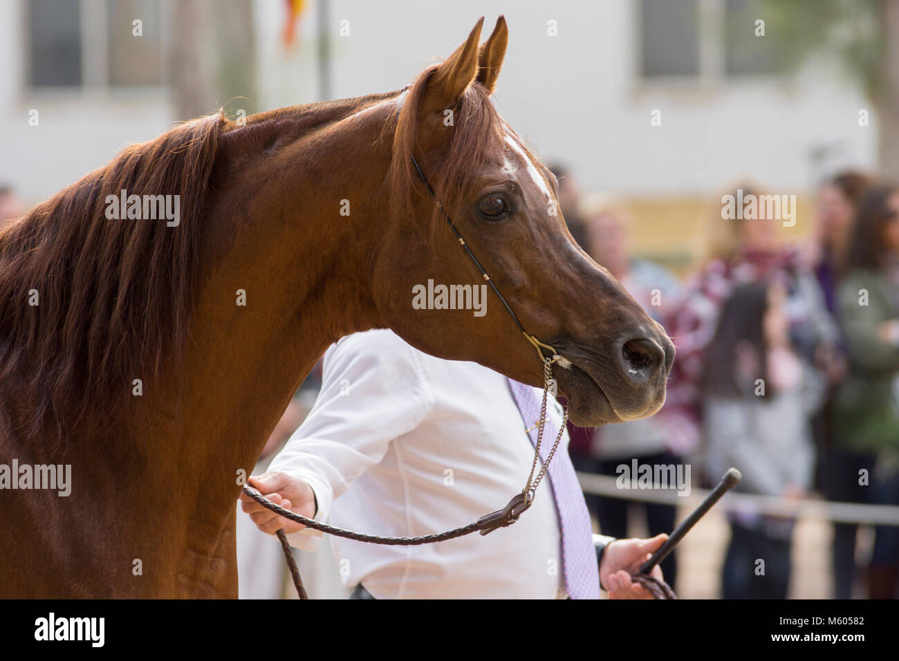 Legendary pure spanish arabian stallion Ramalazo Stock Photo