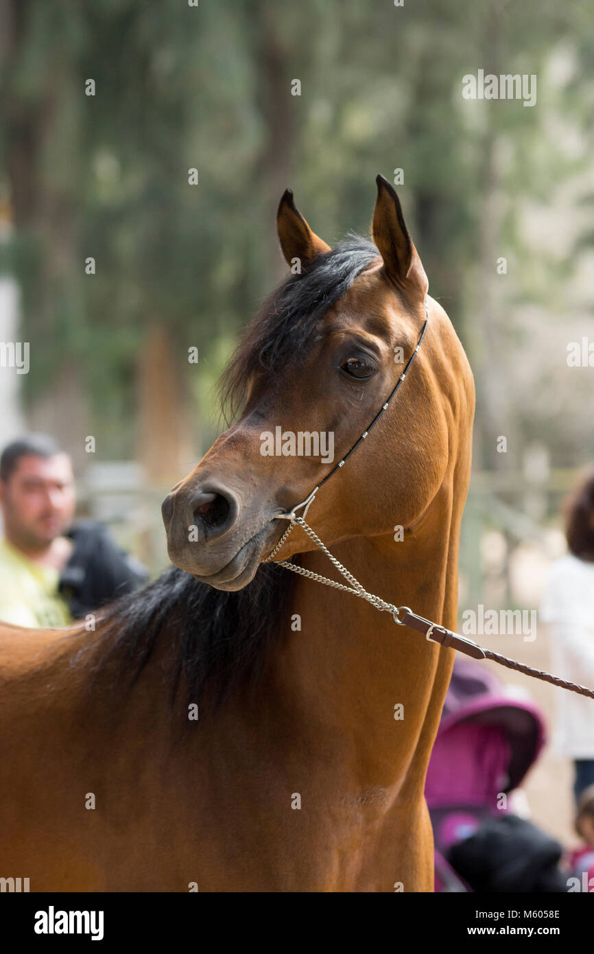 Arabian Stallion in a show in Jerez Stock Photo