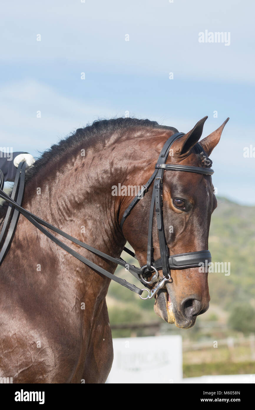 Pure Spanish Horse - Stallion in Dressage Stock Photo