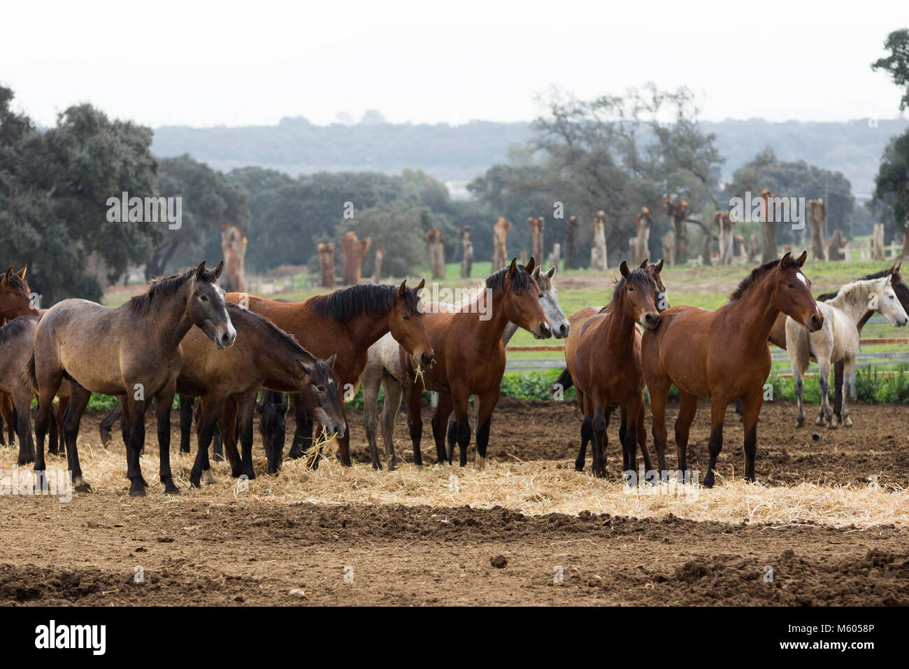 PRE Horse Yearlings Stock Photo