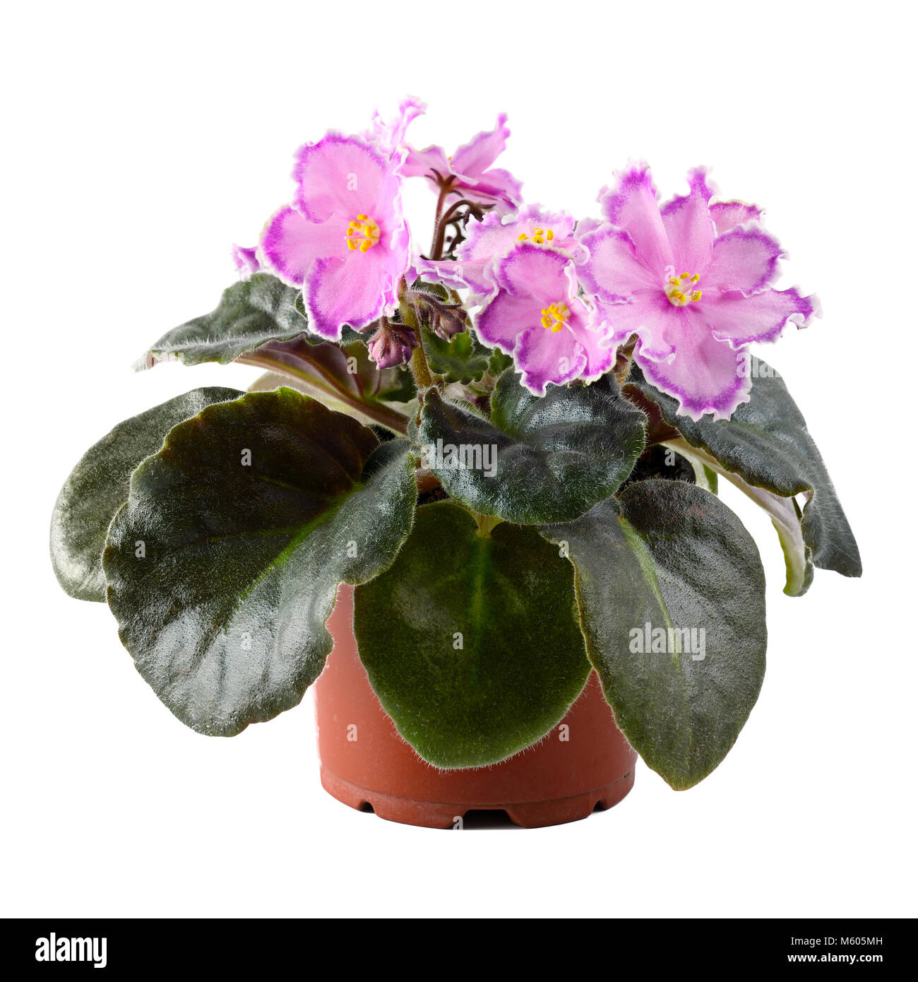 Pink violet in flowerpot isolated on white background. Stock Photo