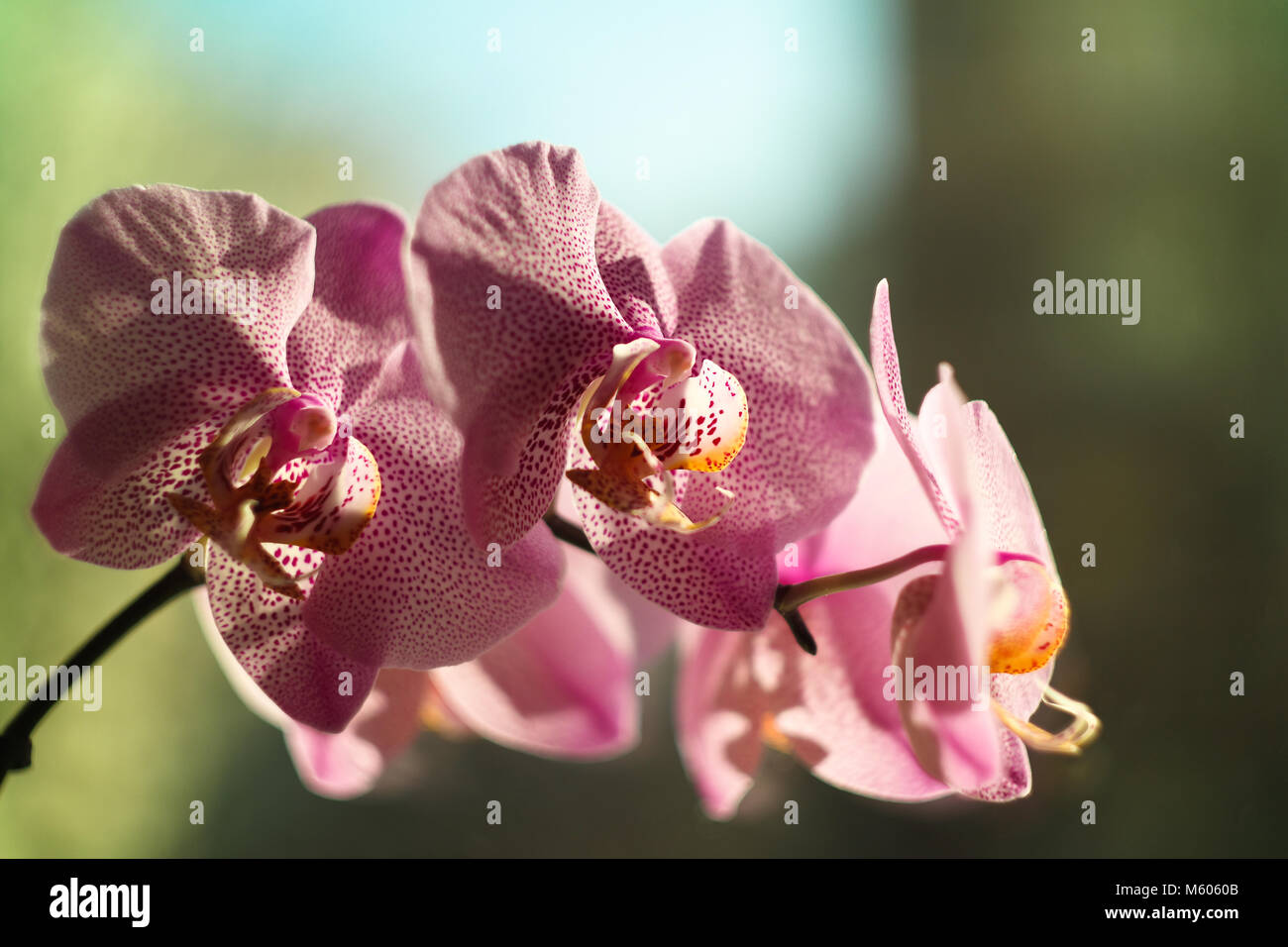 Purple Orchid Flowers - Close-up Stock Photo