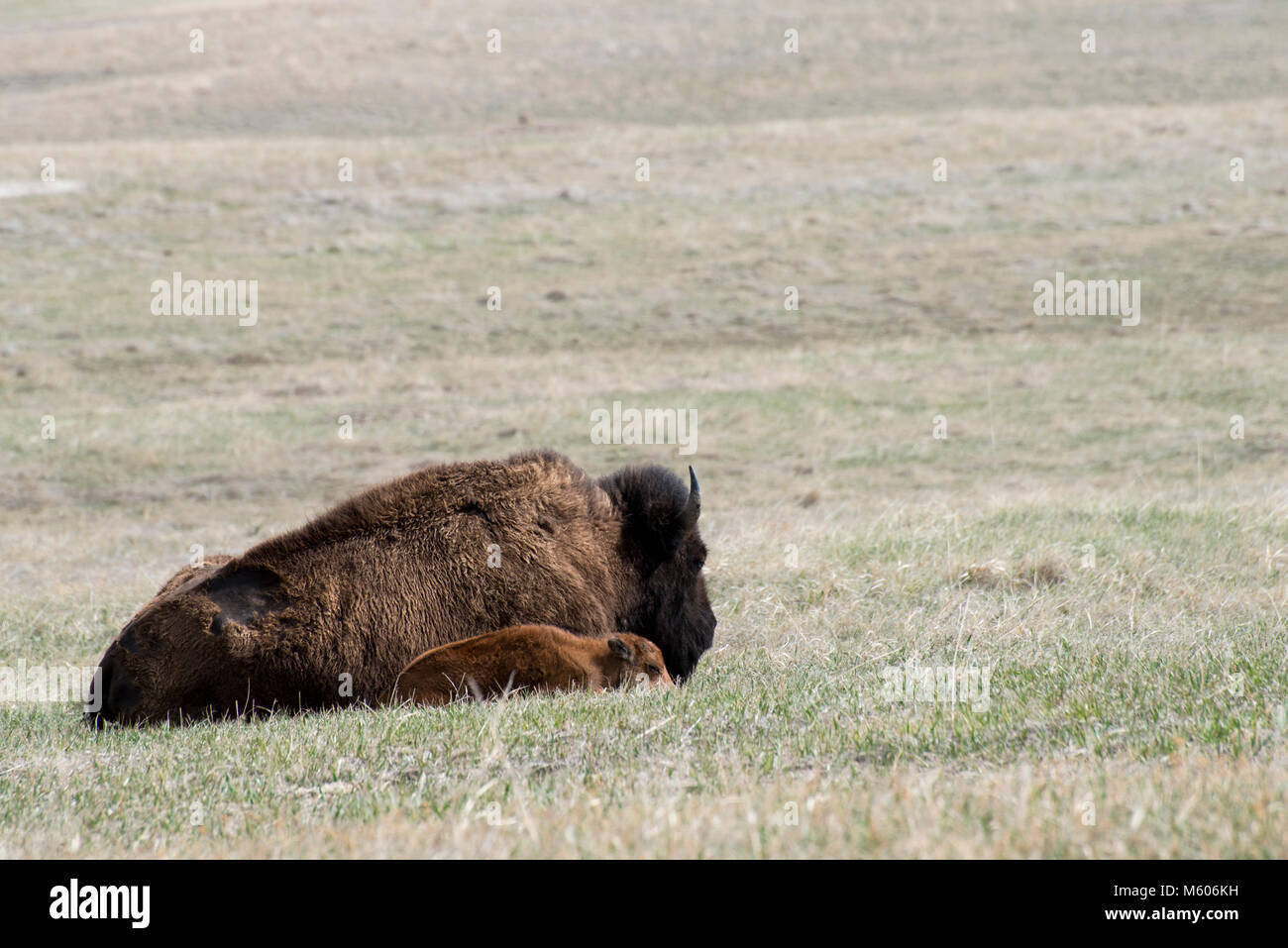 South Dakota. Badlands National Park. American Bison, Bison bison
