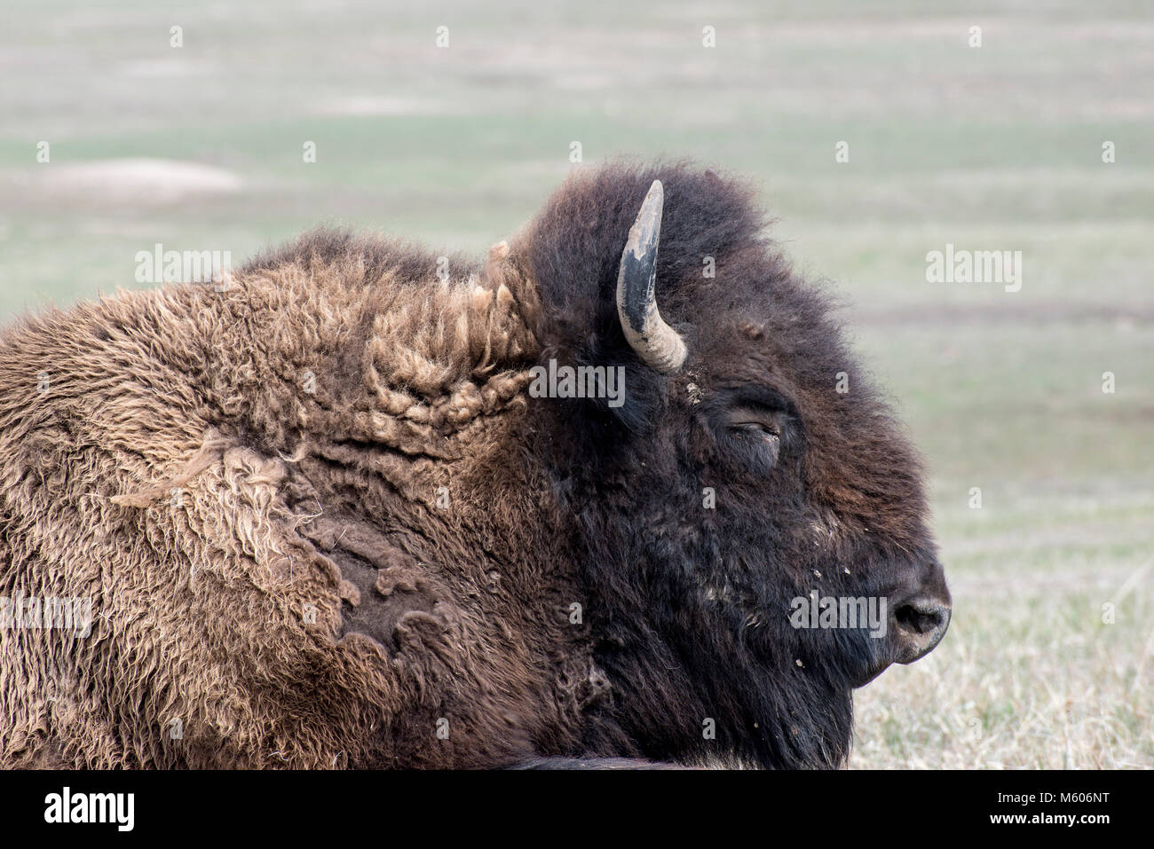 South Dakota. Badlands National Park. American Bison, Bison bison
