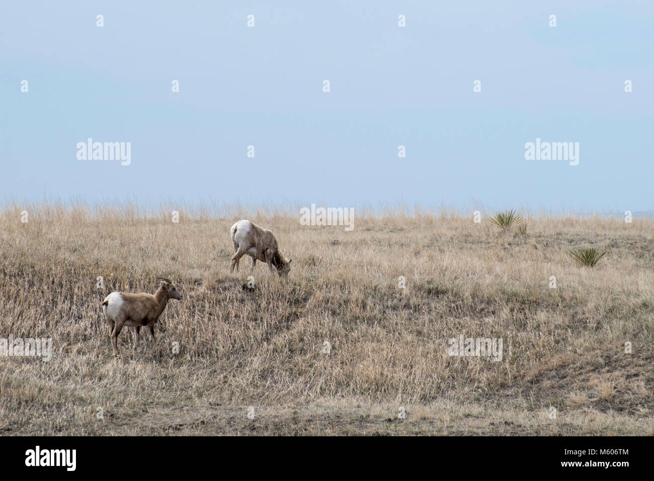South Dakota. Badlands National Park. Bighorn Sheep, Ovis canadensis