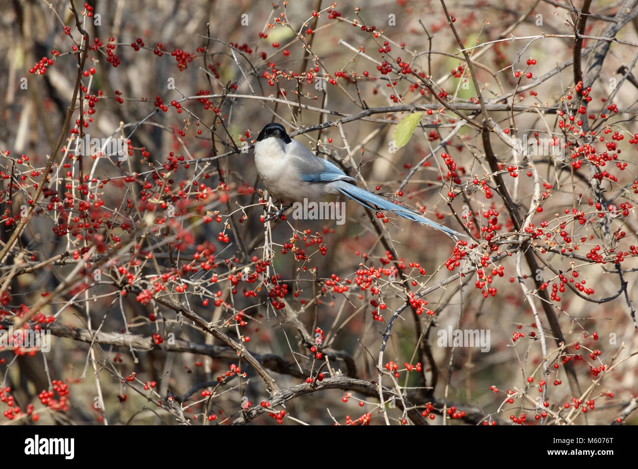 Azure-winged magpie and fruit tree at beijing China Stock Photo