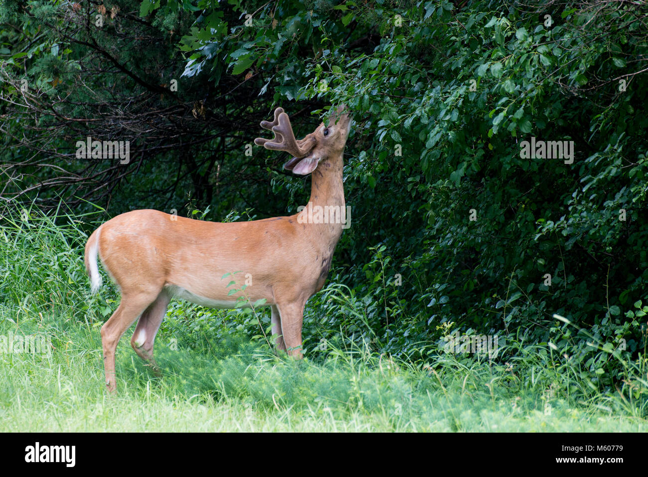 Vadnais Heights, Minnesota. John H. Allison forest.  White-tailed deer, Odocoileus virginianus. White-tailed buck with velvet antlers eating the veget Stock Photo