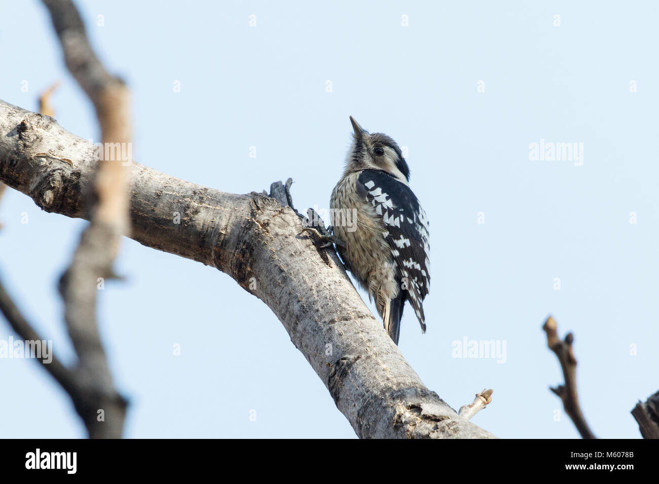 Grey capped  Pygmy woodpecker at beijing China Stock Photo