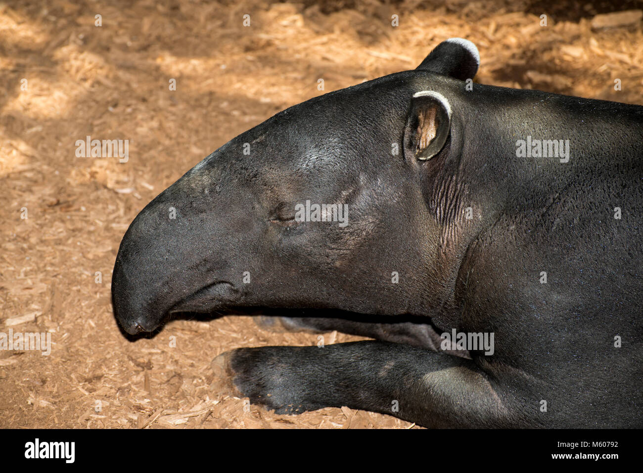 Apple Valley, Minnesota. Minnesota Zoo.  Malayan Tapir, Tapirus inducus. Closeup head shot. Stock Photo