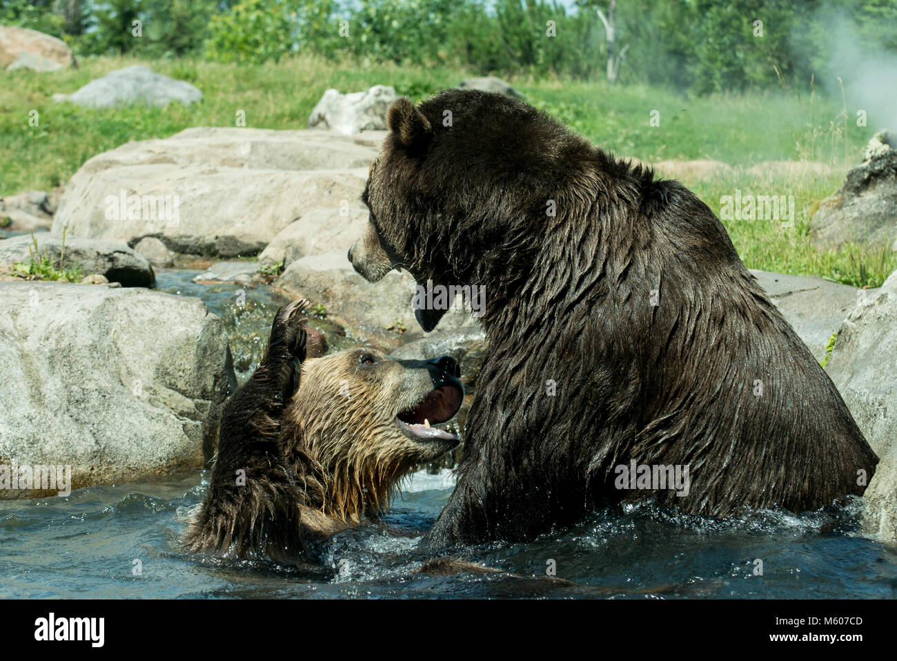 Apple Valley, Minnesota. Minnesota Zoo.  Russia's Grizzly coast exhibit. Brown Bear aka Grizzly, Ursus arctos. Bears are probably fighting to show the Stock Photo