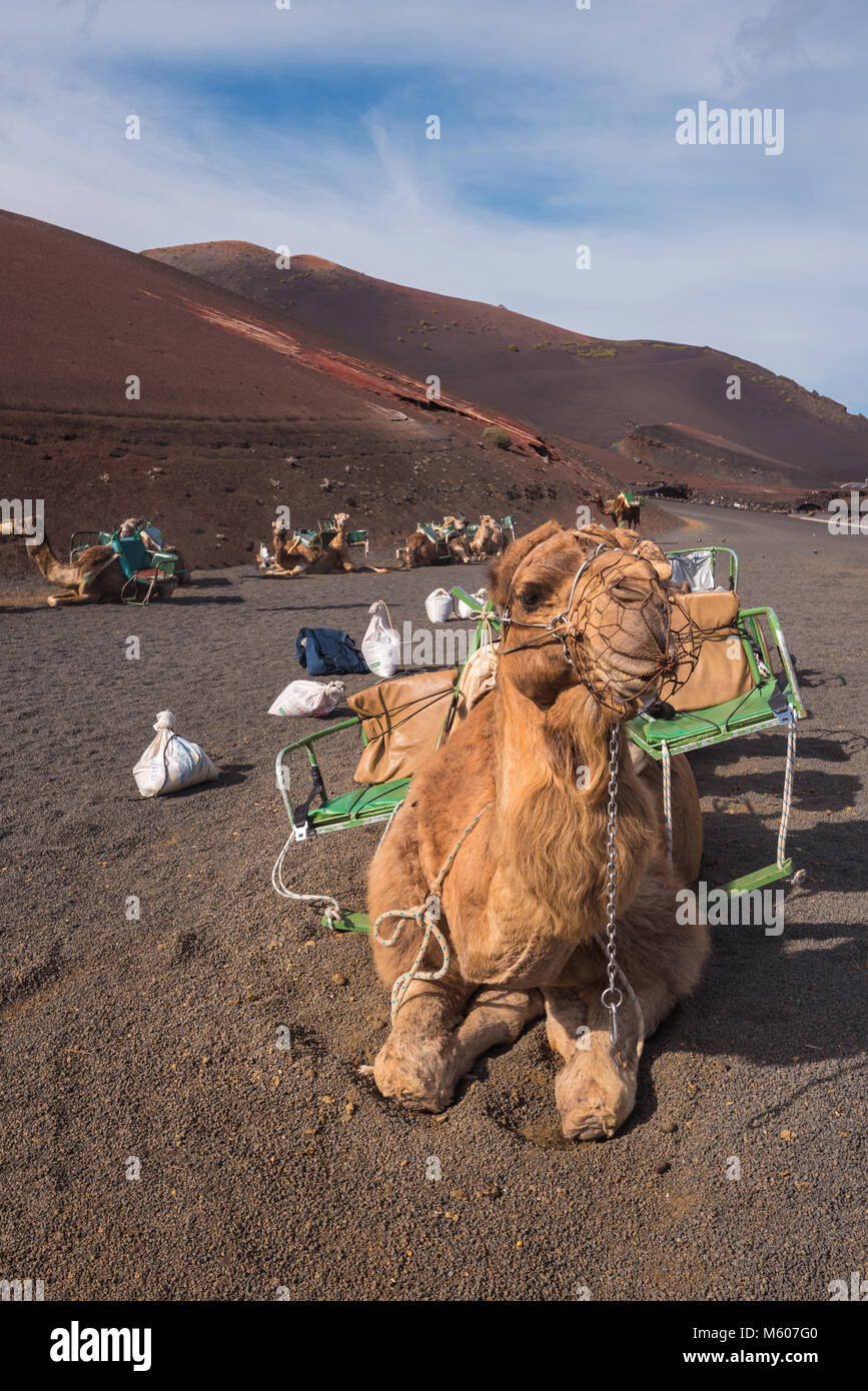 Camels resting in volcanic landscape in Timanfaya national park ...
