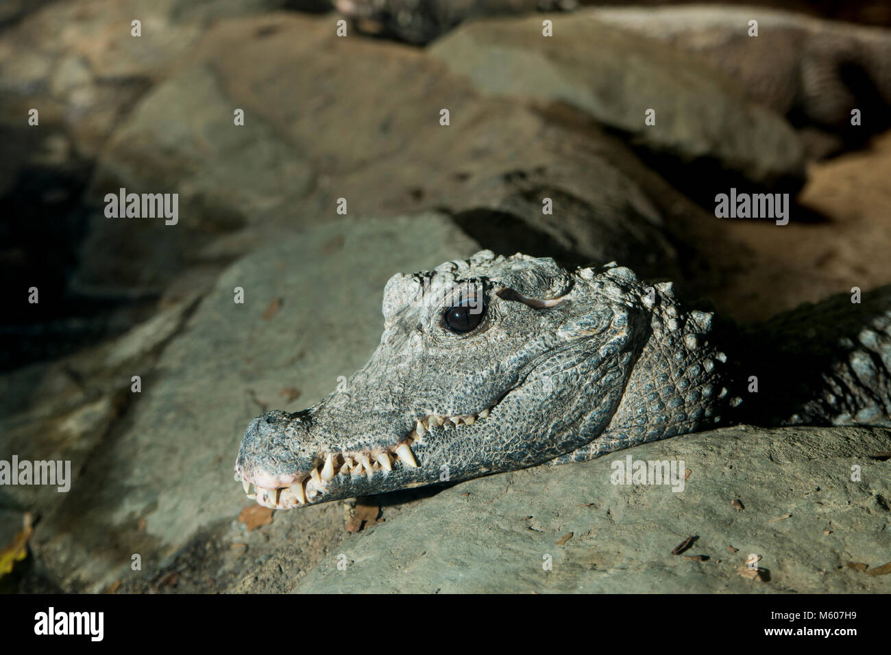 Smallest crocodile hi-res stock photography and images - Alamy Smallest crocodile hi-res stock photography and images - Alamy