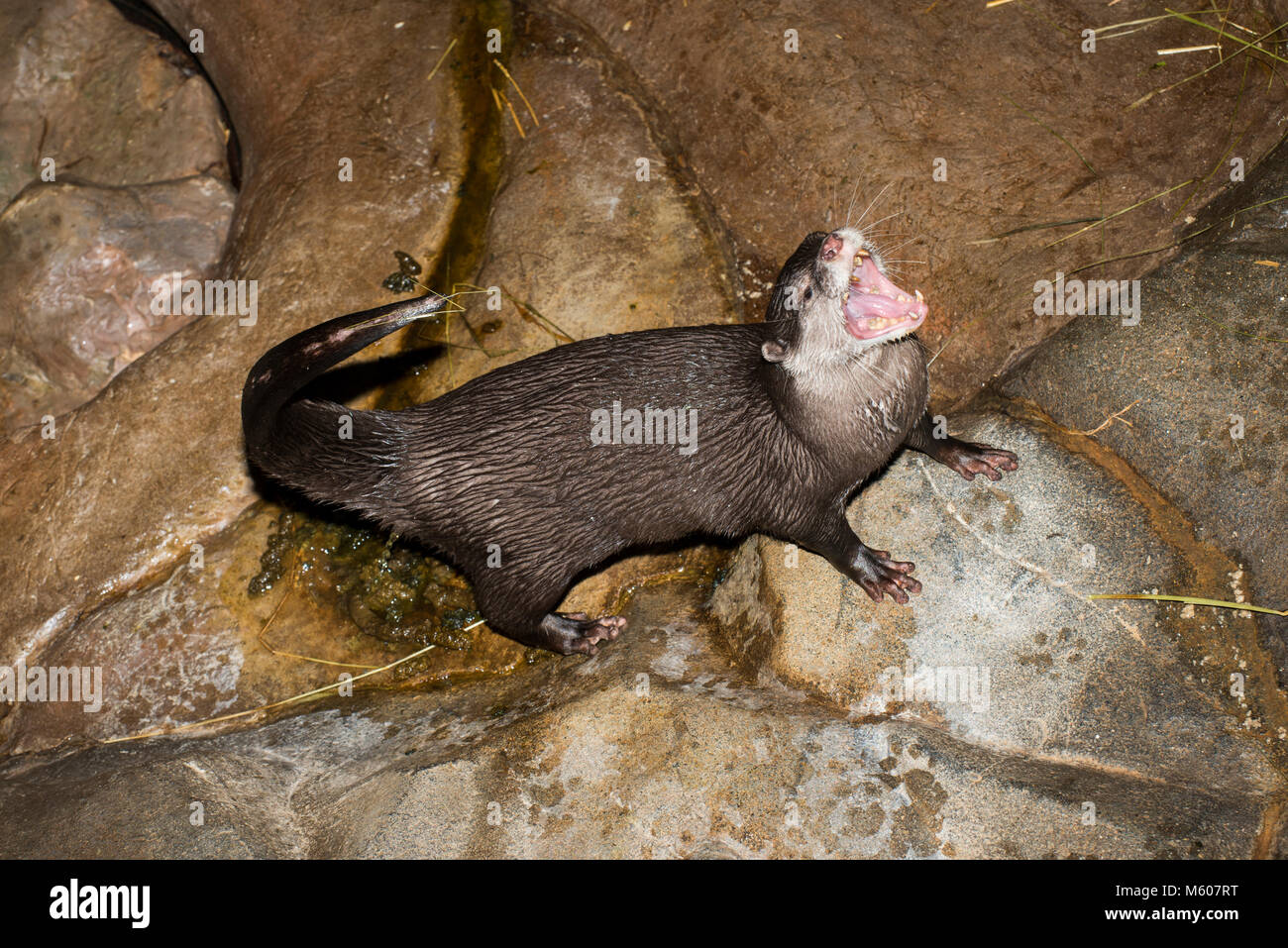 Apple Valley, Minnesota. Minnesota Zoo.  Asian small-clawed otter; Aonyx cinerea. Otter using the toilet after eating fish. They usually designate one Stock Photo