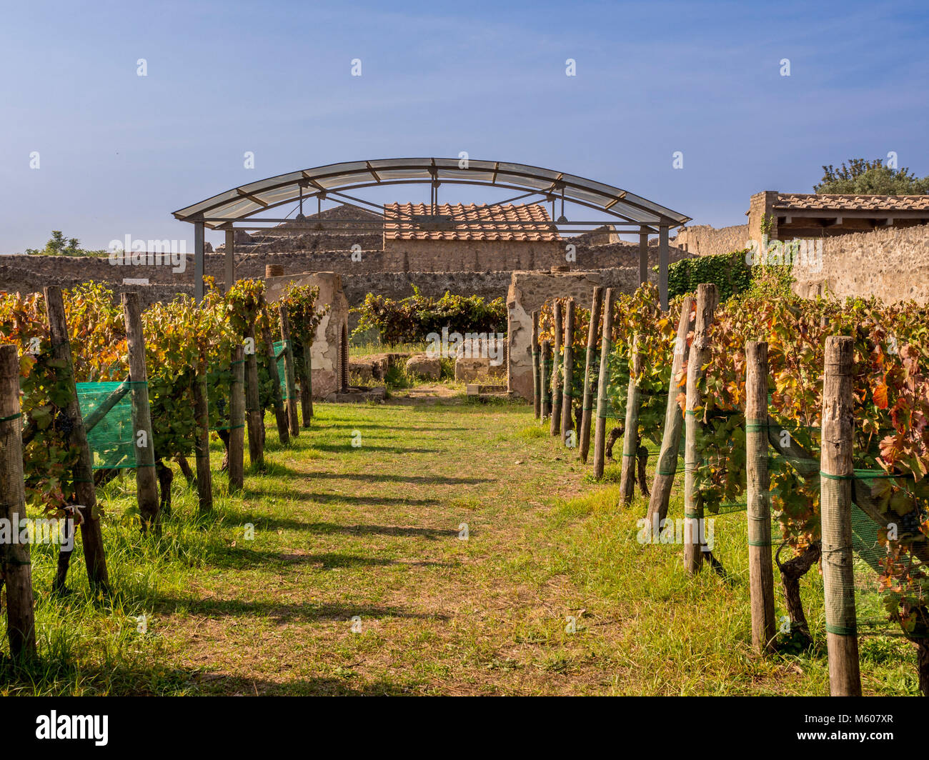 Reproduction vineyard at Casa del Triclinio Estivo, Pompeii, Italy. Stock Photo
