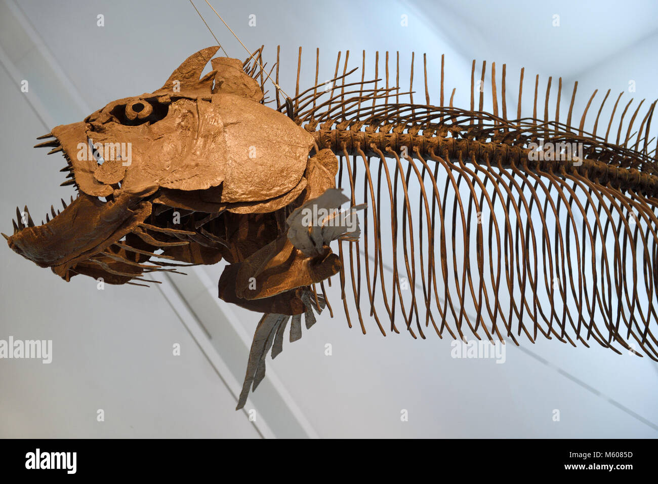 Giant fish skeleton of Xiphactinus audax of the Late Cretaceous Period 85 million years old Toronto Royal Ontario Museum Stock Photo