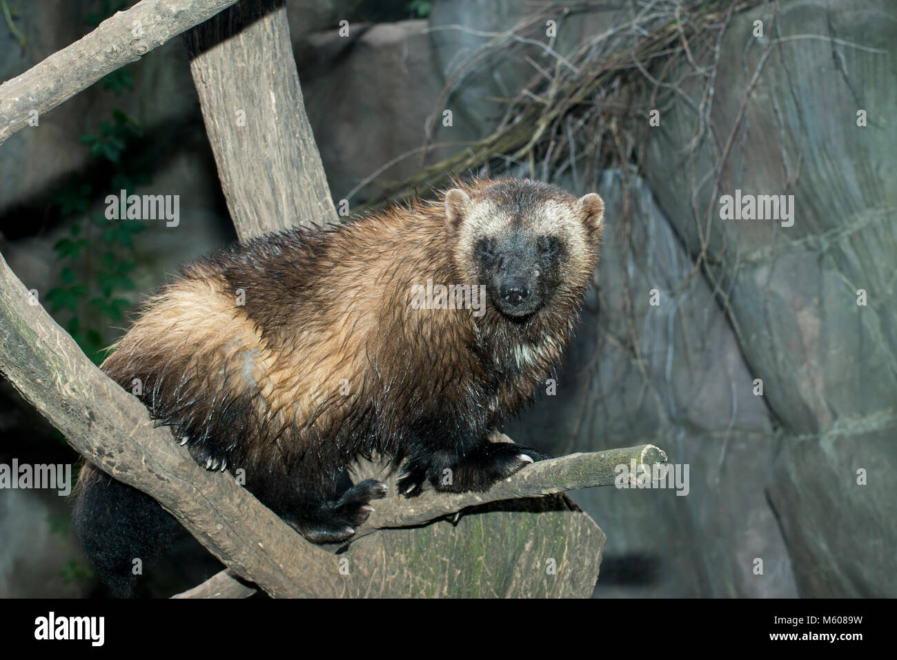 Wolverine glutton carcajou gulo gulo hires stock photography and