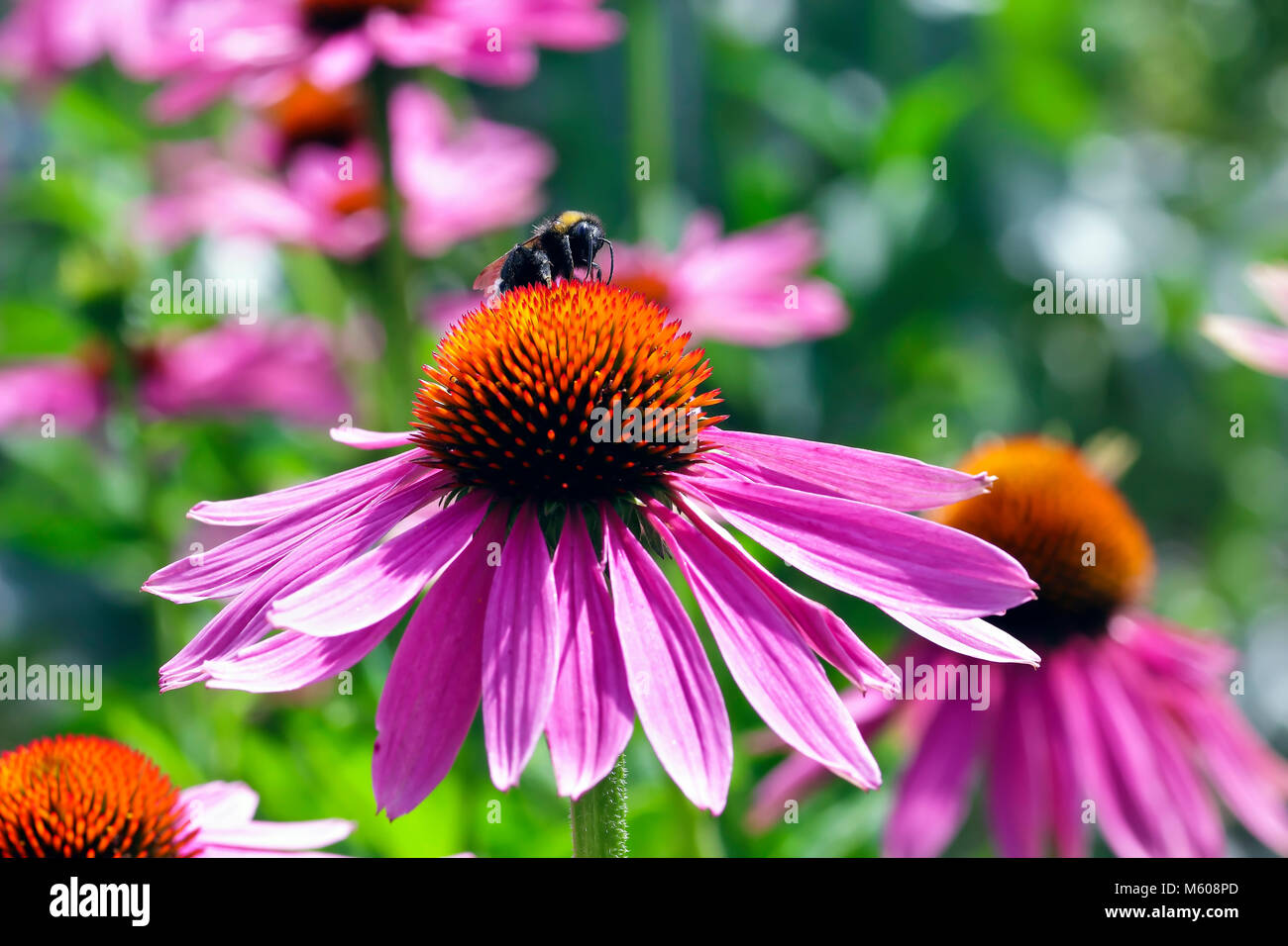 Coneflower with honey bee, Echinacea angustifolia Stock Photo Alamy