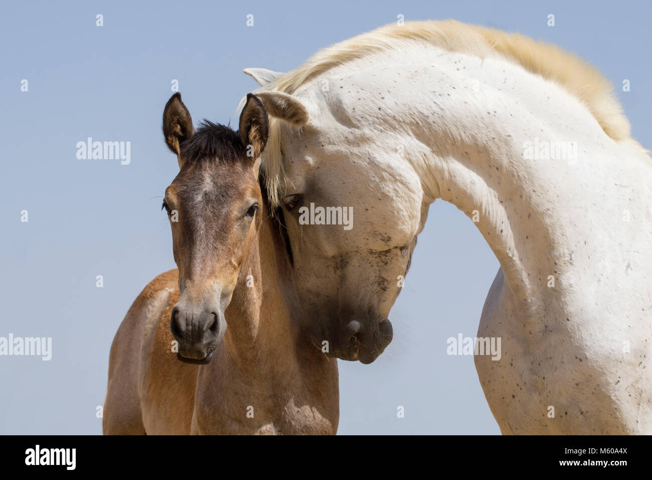Mare and foal in summer - Pure Spanish Horse - Carthusian Horse Stock Photo
