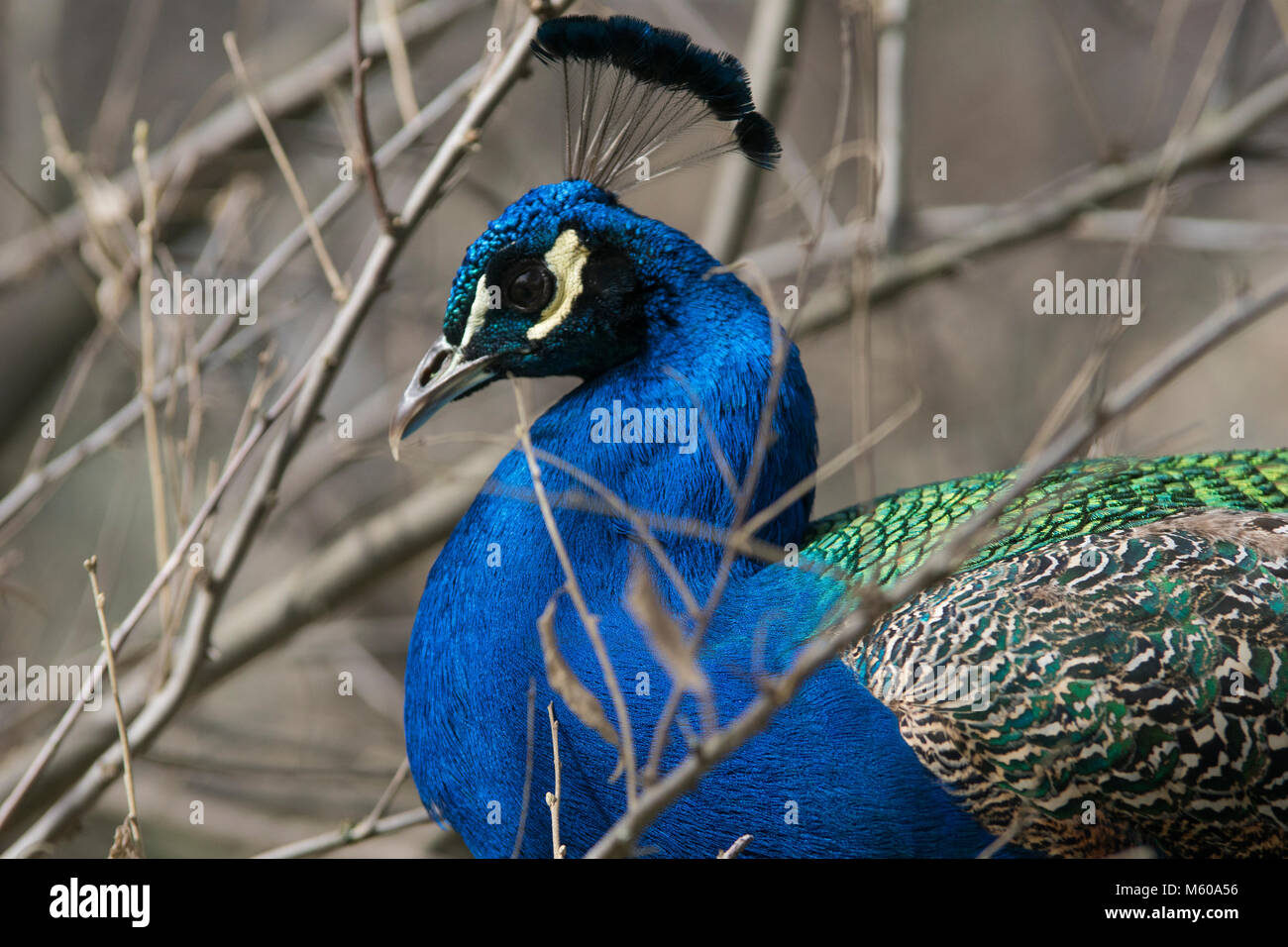 Male peacock in winter Stock Photo