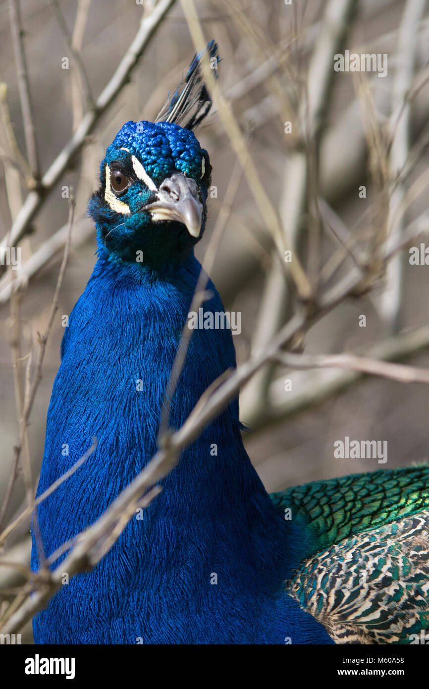 Male peacock in winter Stock Photo