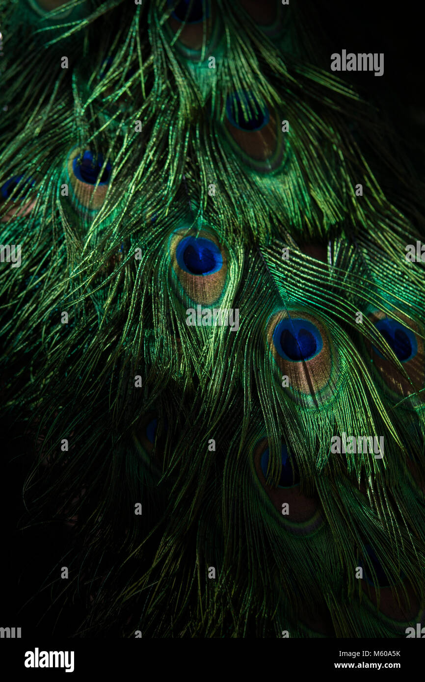 Peacock´s feathers texture Stock Photo