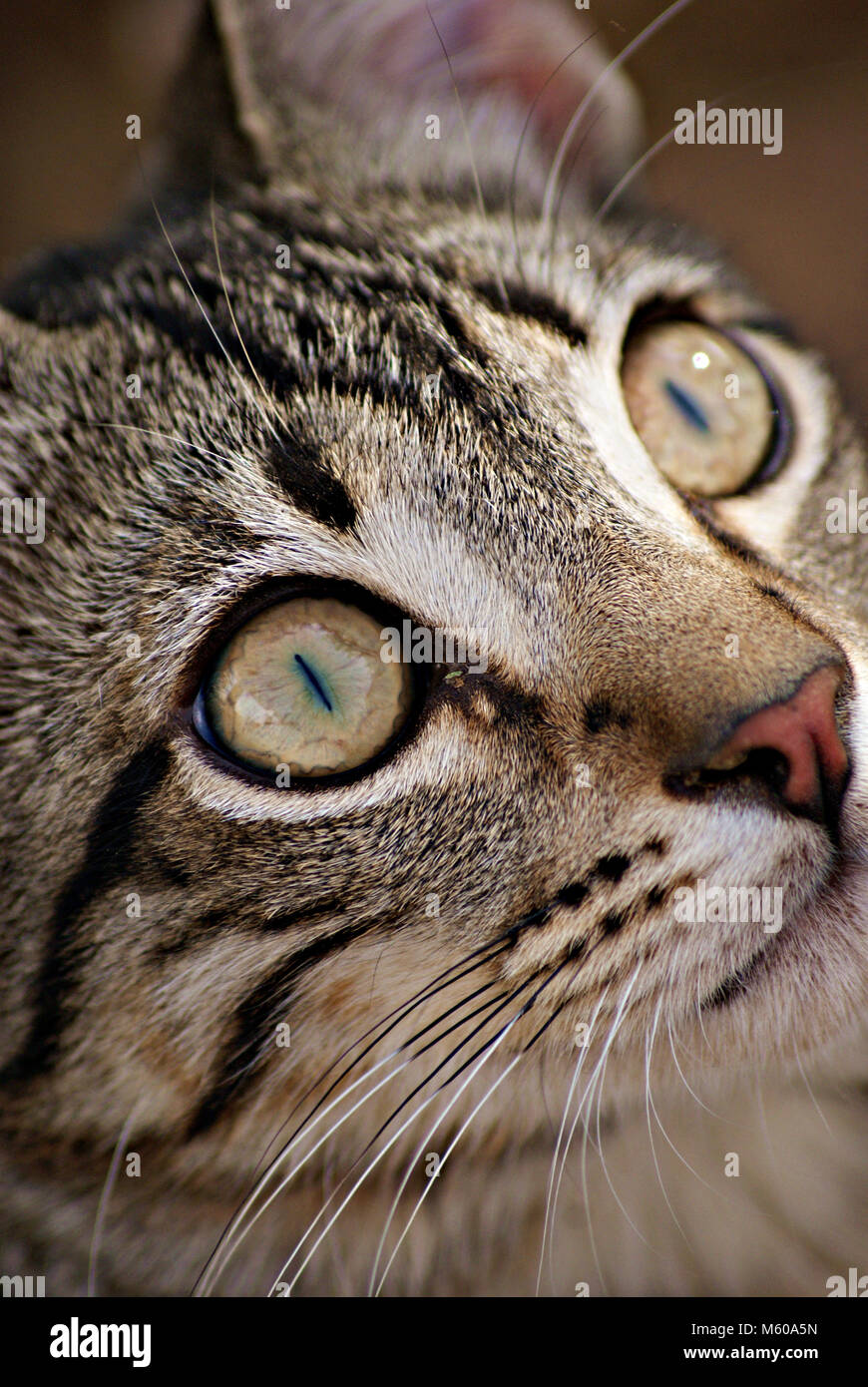 silver cat eyes Stock Photo