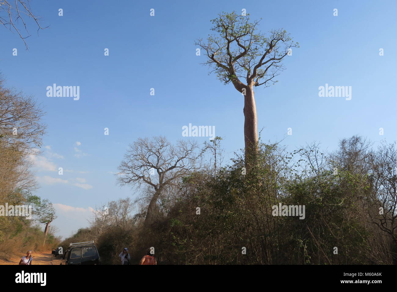 Baobab is national tree of Madagascar Stock Photo Alamy