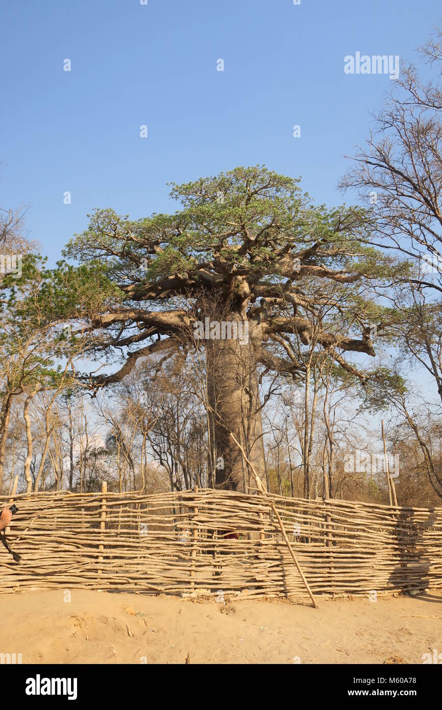 Baobab is national tree of Madagascar Stock Photo Alamy
