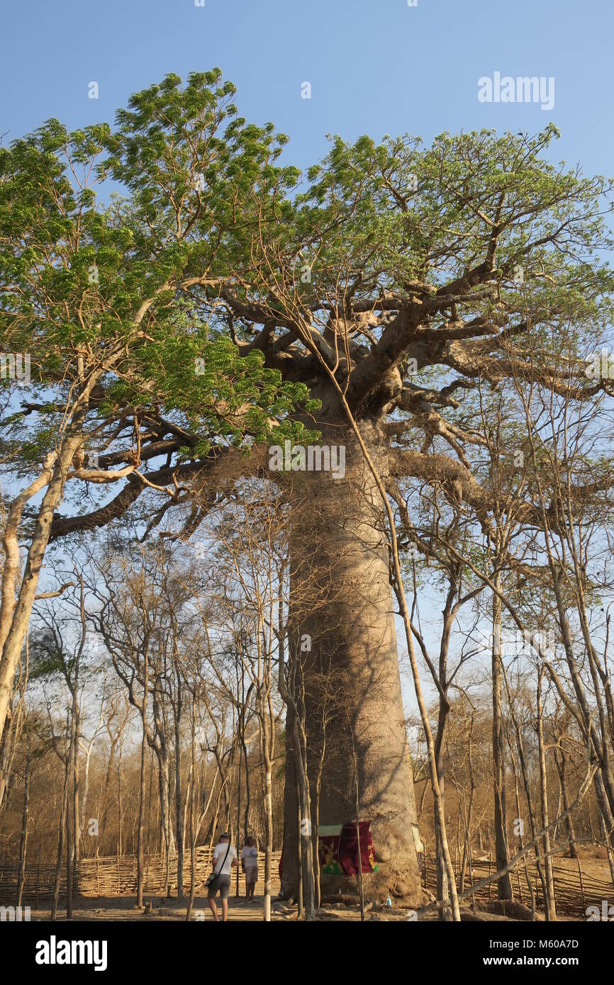 Baobab is national tree of Madagascar Stock Photo Alamy