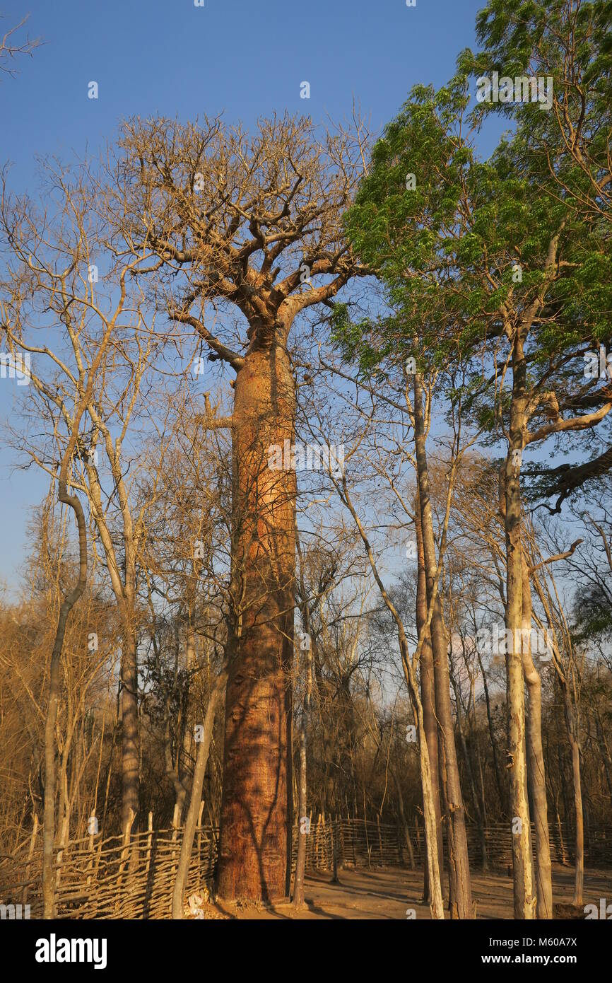 Baobab is national tree of Madagascar Stock Photo Alamy