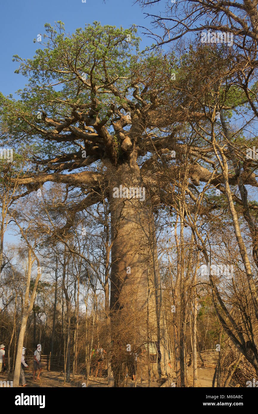 Baobab is national tree of Madagascar Stock Photo Alamy